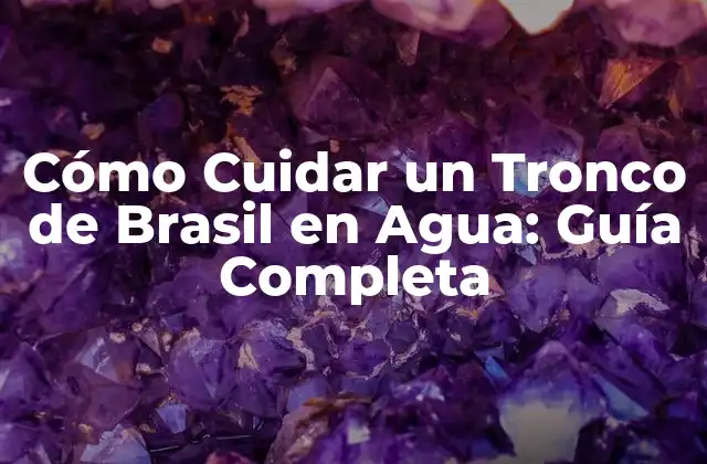Cómo Cuidar un Tronco de Brasil en Agua: Guía Completa