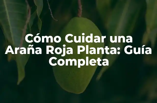 Cómo Cuidar una Araña Roja Planta: Guía Completa