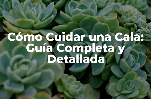 Cómo Cuidar una Cala: Guía Completa y Detallada
