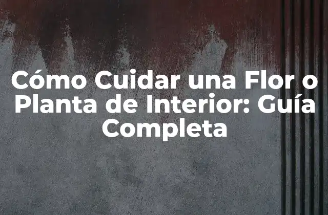 Cómo Cuidar una Flor o Planta de Interior: Guía Completa