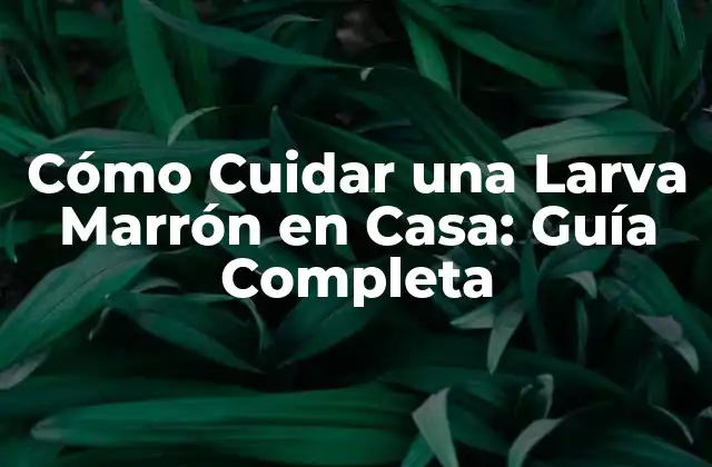 Cómo Cuidar una Larva Marrón en Casa: Guía Completa