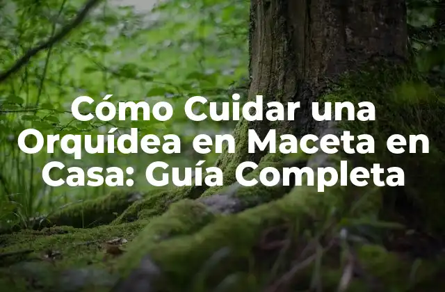 Cómo Cuidar una Orquídea en Maceta en Casa: Guía Completa