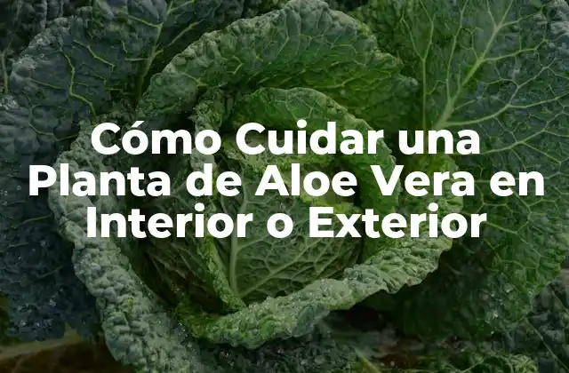 Ventajas de Tener una Planta de Aloe Vera en Interior