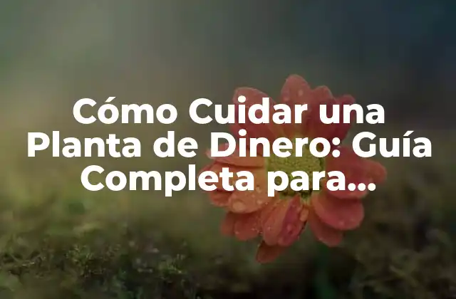 Cómo Cuidar una Planta de Dinero: Guía Completa para Principiantes y Expertos 2 Orígenes y Significado de la Planta de Dinero: Más allá de la Superstición