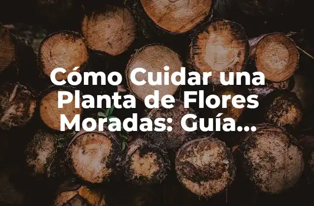 Cómo Cuidar una Planta de Flores Moradas: Guía Completa