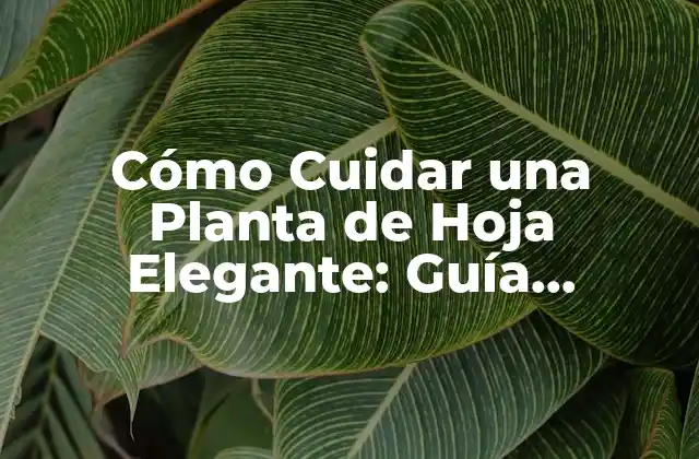 ¿Cuáles son las Necesidades Básicas de una Planta de Hoja Elegante?