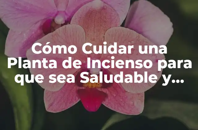Cómo Cuidar una Planta de Incienso para que Sea Saludable y Próspera