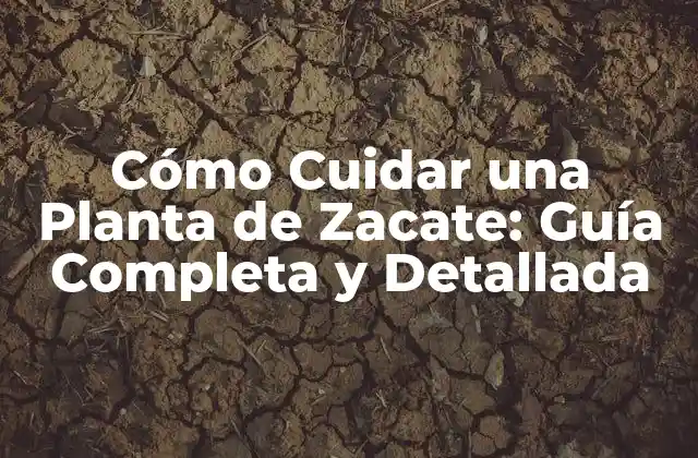 Cómo Cuidar una Planta de Zacate: Guía Completa y Detallada