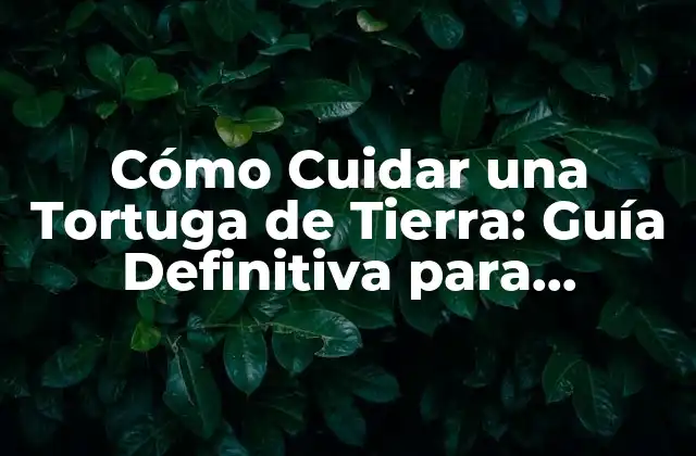 Cómo Cuidar una Tortuga de Tierra: Guía Definitiva para Propietarios de Tortugas