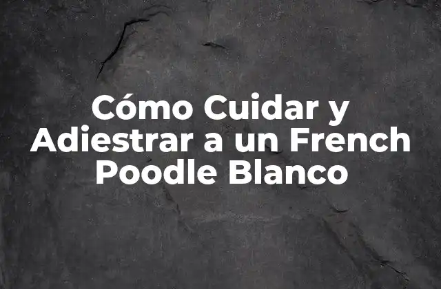 Cómo Cuidar y Adiestrar a un French Poodle Blanco