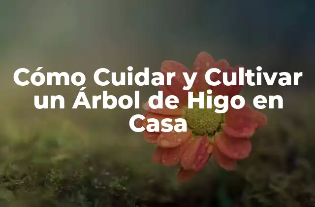 Cómo Cuidar y Cultivar un Árbol de Higo en Casa