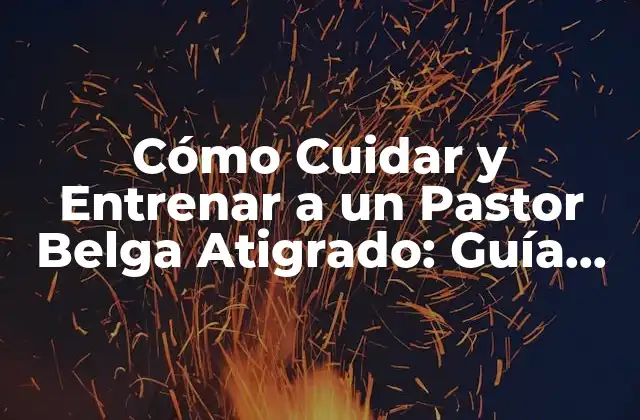 Cómo Cuidar y Entrenar a un Pastor Belga Atigrado: Guía Completa