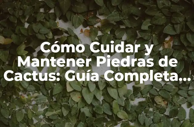 Cómo Cuidar y Mantener Piedras de Cactus: Guía Completa y Detallada