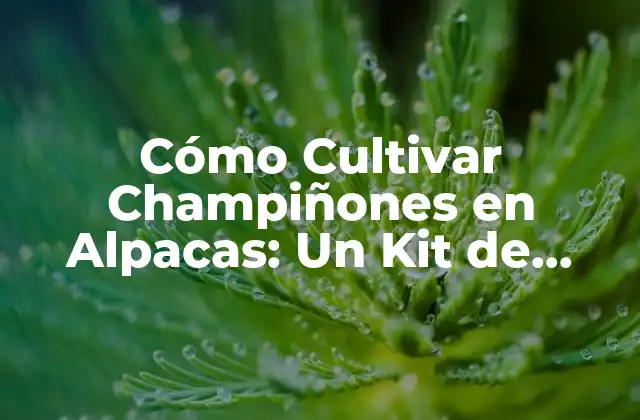 Cómo Cultivar Champiñones en Alpacas: un Kit de Cultivo Innovador