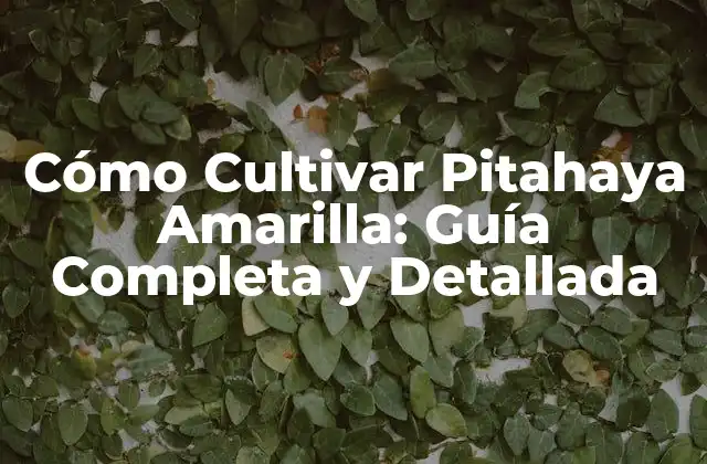 Cómo Cultivar Pitahaya Amarilla: Guía Completa y Detallada 2 ¿Cuáles Son los Requisitos Clima y Suelo para Cultivar Pitahaya Amarilla?