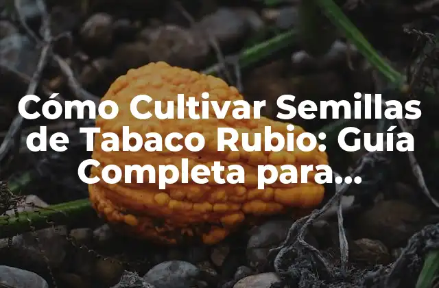 Cómo Cultivar Semillas de Tabaco Rubio: Guía Completa para Principiantes y Expertos