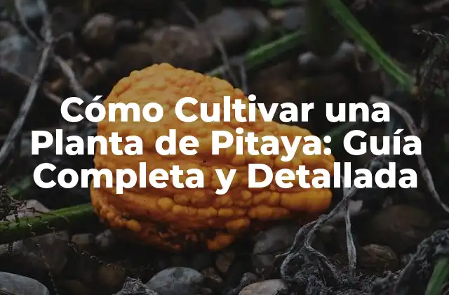Cómo Cultivar una Planta de Pitaya: Guía Completa y Detallada