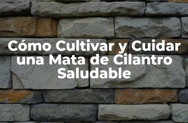 Orígenes y Beneficios de la Mata de Cilantro