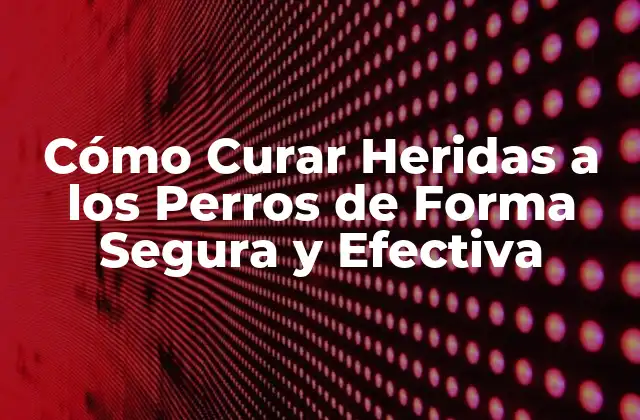 Cómo Curar Heridas a los Perros de Forma Segura y Efectiva 2 Tipos de Heridas en Perros