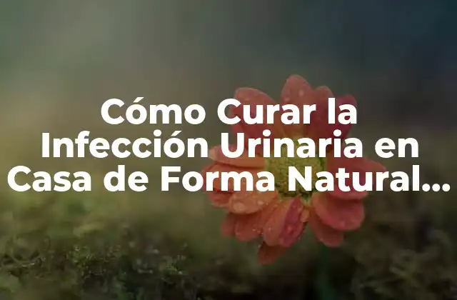 Cómo Curar la Infección Urinaria en Casa de Forma Natural y Segura