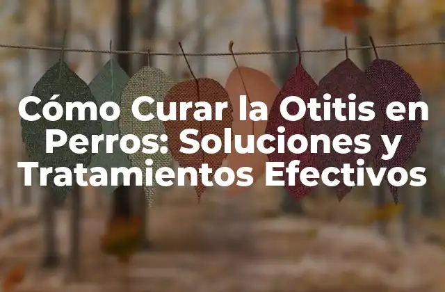 Cómo Curar la Otitis en Perros: Soluciones y Tratamientos Efectivos