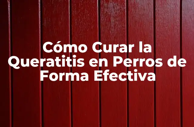 Cómo Curar la Queratitis en Perros de Forma Efectiva
