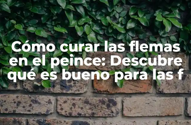 Cómo Curar las Flemas en el Peince: Descubre Qué es Bueno para las F