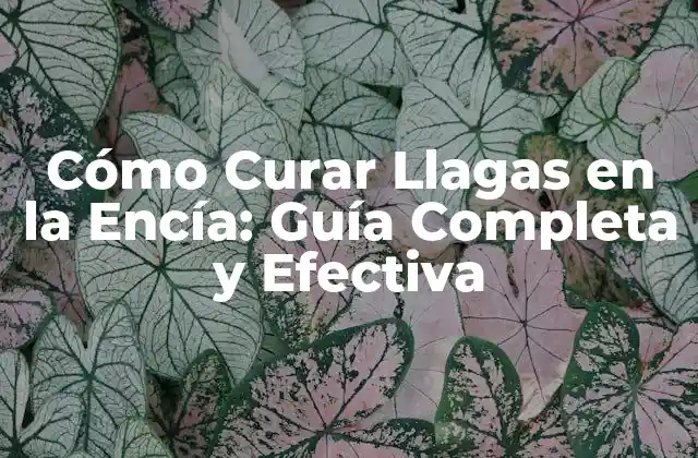 Cómo Curar Llagas en la Encía: Guía Completa y Efectiva