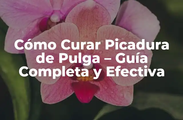 Cómo Curar Picadura de Pulga – Guía Completa y Efectiva