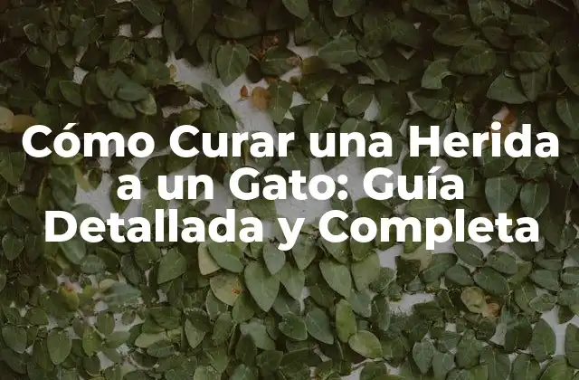 Cómo Curar una Herida a un Gato: Guía Detallada y Completa
