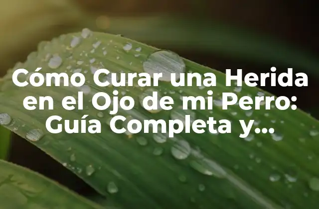 Cómo Curar una Herida en el Ojo de Mi Perro: Guía Completa y Actualizada