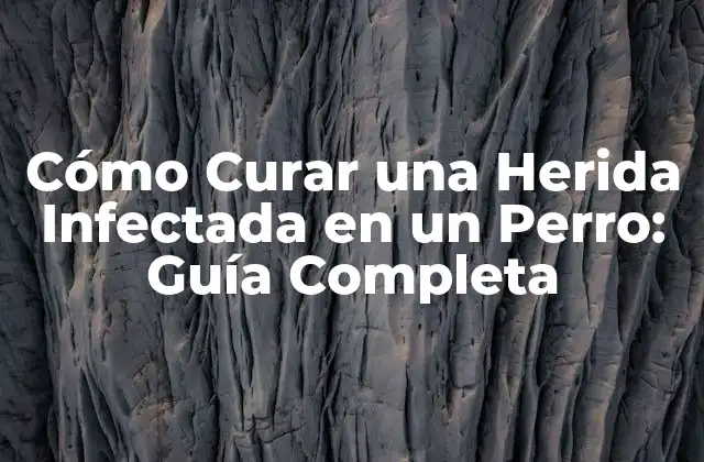 Cómo Curar una Herida Infectada en un Perro: Guía Completa