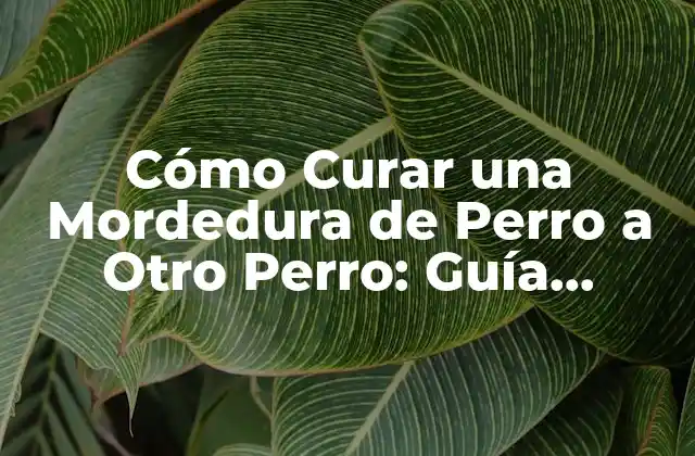 Cómo Curar una Mordedura de Perro a Otro Perro: Guía Completa