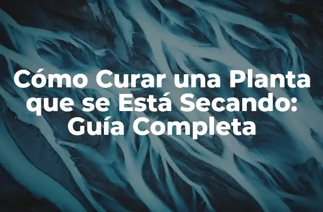 Cómo Curar una Planta que Se Está Secando: Guía Completa