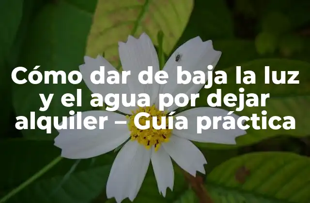 Cómo Dar de Baja la Luz y el Agua por Dejar Alquiler – Guía Práctica