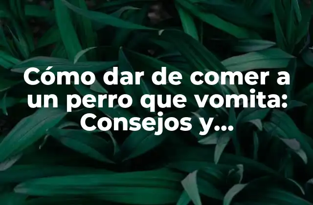 Cómo Dar de Comer a un Perro que Vomita: Consejos y Precauciones