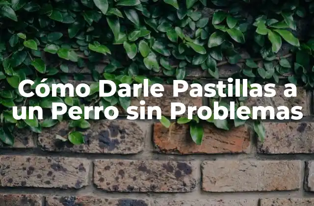 Cómo Darle Pastillas a un Perro sin Problemas 2 Preparación y Entrenamiento