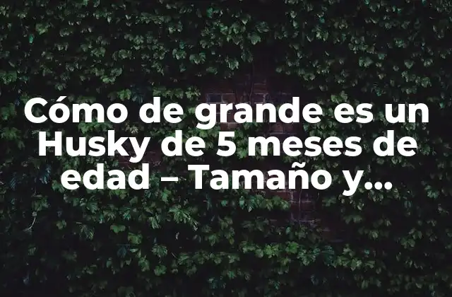 Cómo de Grande es un Husky de 5 Meses de Edad – Tamaño y Crecimiento
