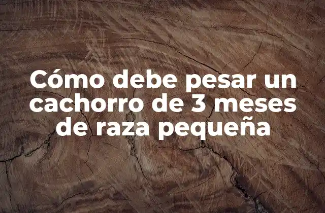 ¿Cuánto debe pesar un cachorro de 3 meses de raza pequeña?