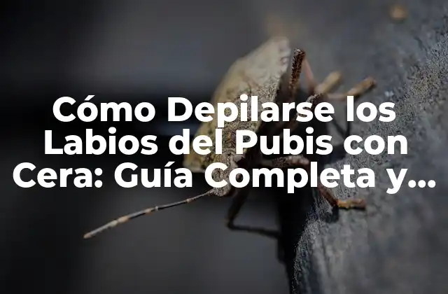 Cómo Depilarse los Labios Del Pubis con Cera: Guía Completa y Segura