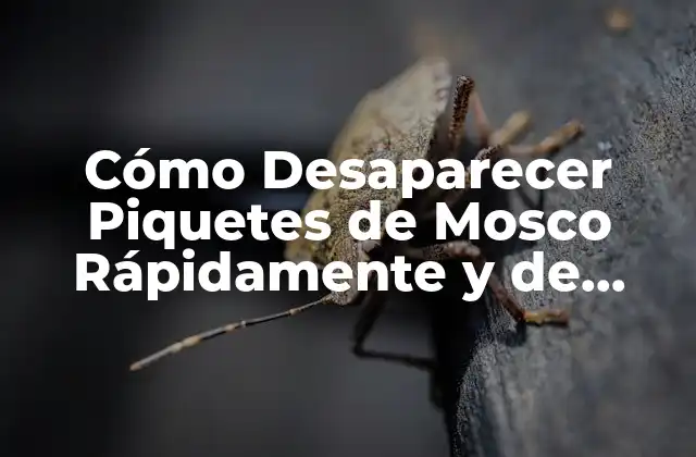 Cómo Desaparecer Piquetes de Mosco Rápidamente y de Forma Natural