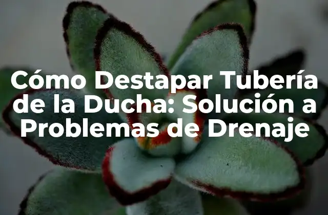 Cómo Destapar Tubería de la Ducha: Solución a Problemas de Drenaje