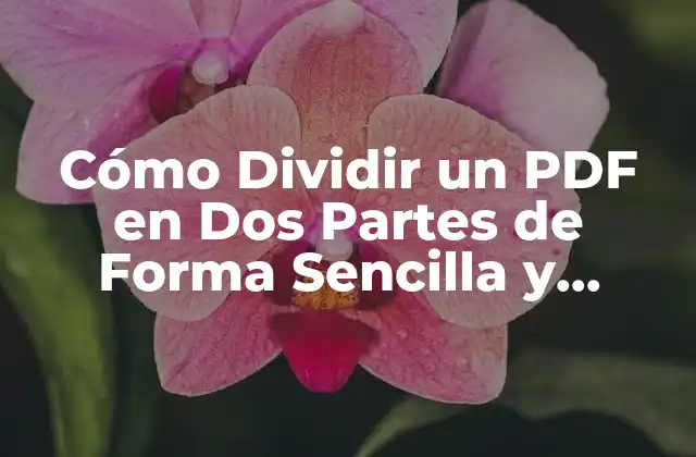 Cómo Dividir un Pdf en Dos Partes de Forma Sencilla y Rápida