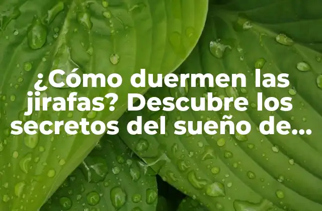 ¿cómo Duermen las Jirafas? Descubre los Secretos Del Sueño de Estos Animales Únicos