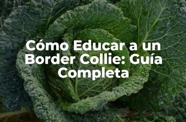 Cómo Educar a un Border Collie: Guía Completa