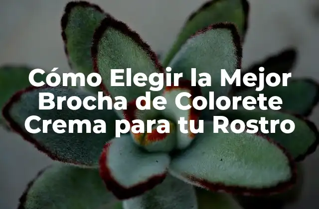 Cómo Elegir la Mejor Brocha de Colorete Crema para Tu Rostro