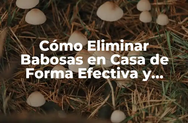 ¿Por Qué las Babosas Invaden Nuestras Casas?