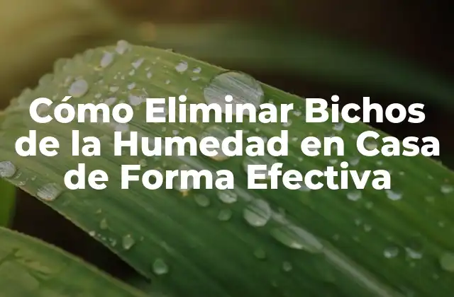 Cómo Eliminar Bichos de la Humedad en Casa de Forma Efectiva