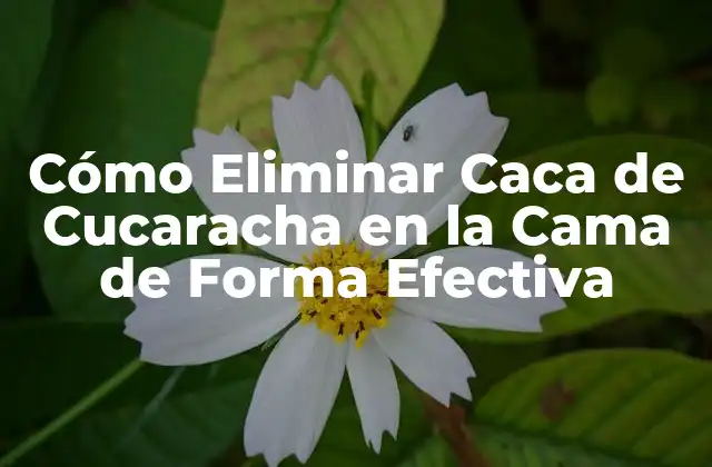Cómo Eliminar Caca de Cucaracha en la Cama de Forma Efectiva 2 Causas de la Caca de Cucaracha en la Cama