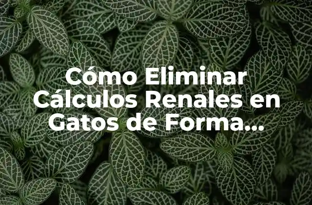 Cómo Eliminar Cálculos Renales en Gatos de Forma Natural